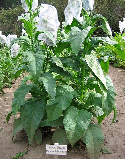 1000 Black Mammoth Tobacco Seeds ~ Heirloom Nicotiana Tabacum ~ Pipe and Snuff