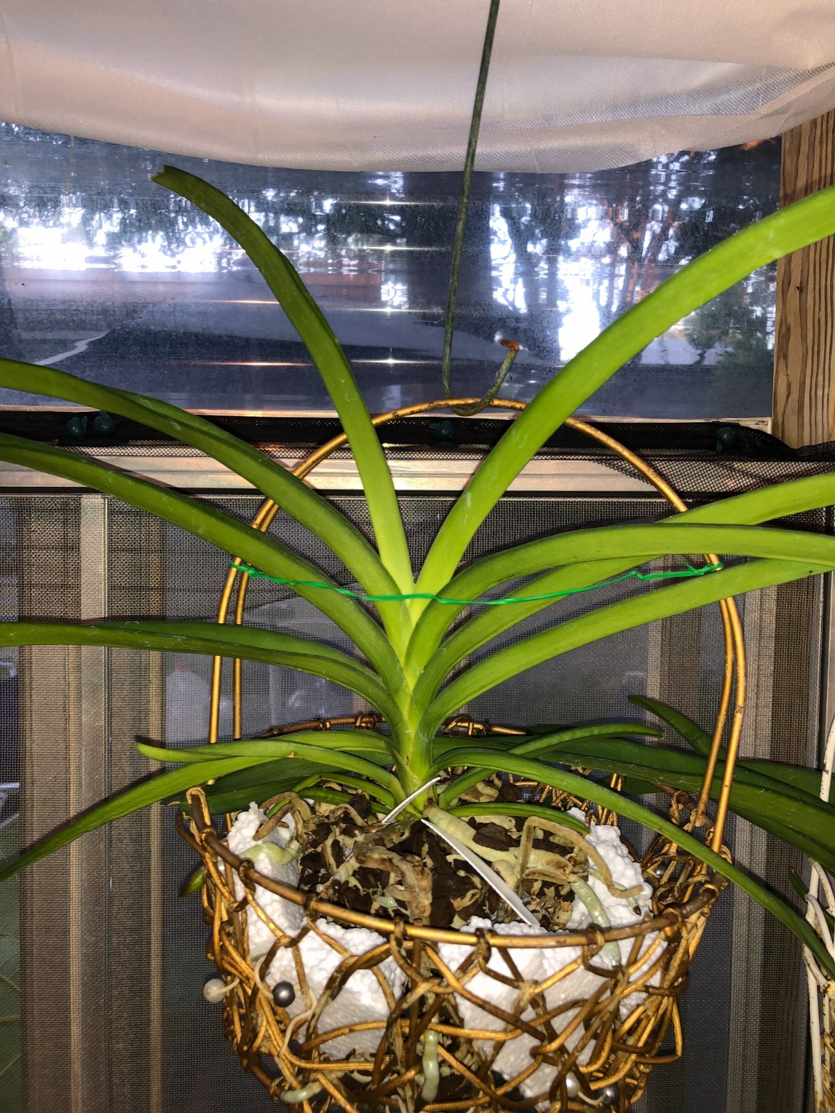 (583-3) Ascda Kultana ‘Brown ‘x V.Kultana violetta NBS
