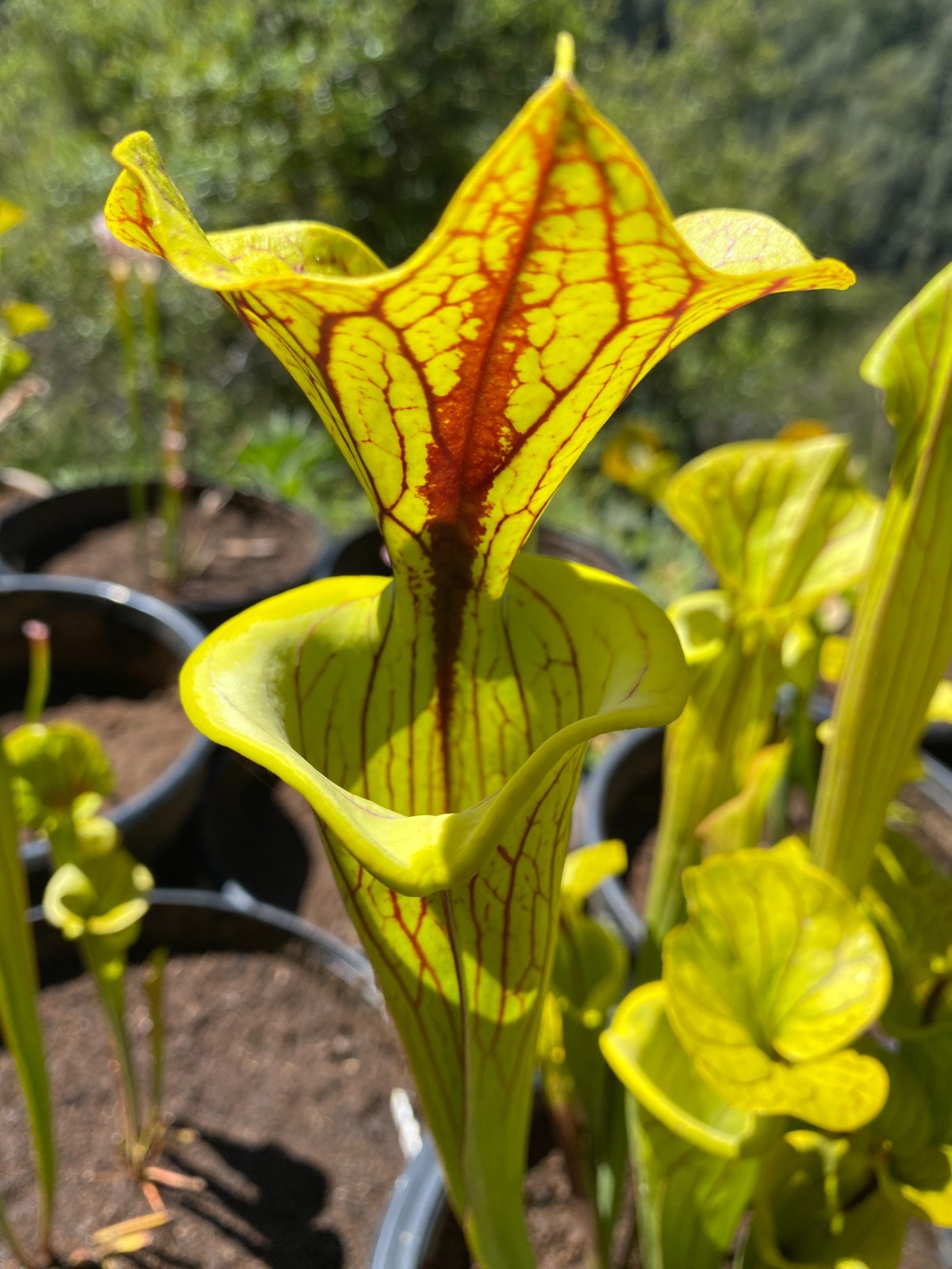 S. flava var ornata ‘Black Veins’ F1, Bulloch Co. GA Medium-Small Divisions
