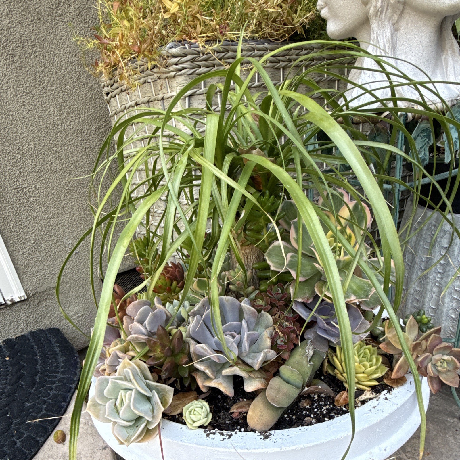 Echeveria Succulent Arrangement in White Pot, Green Purple Gray, Potted Plant