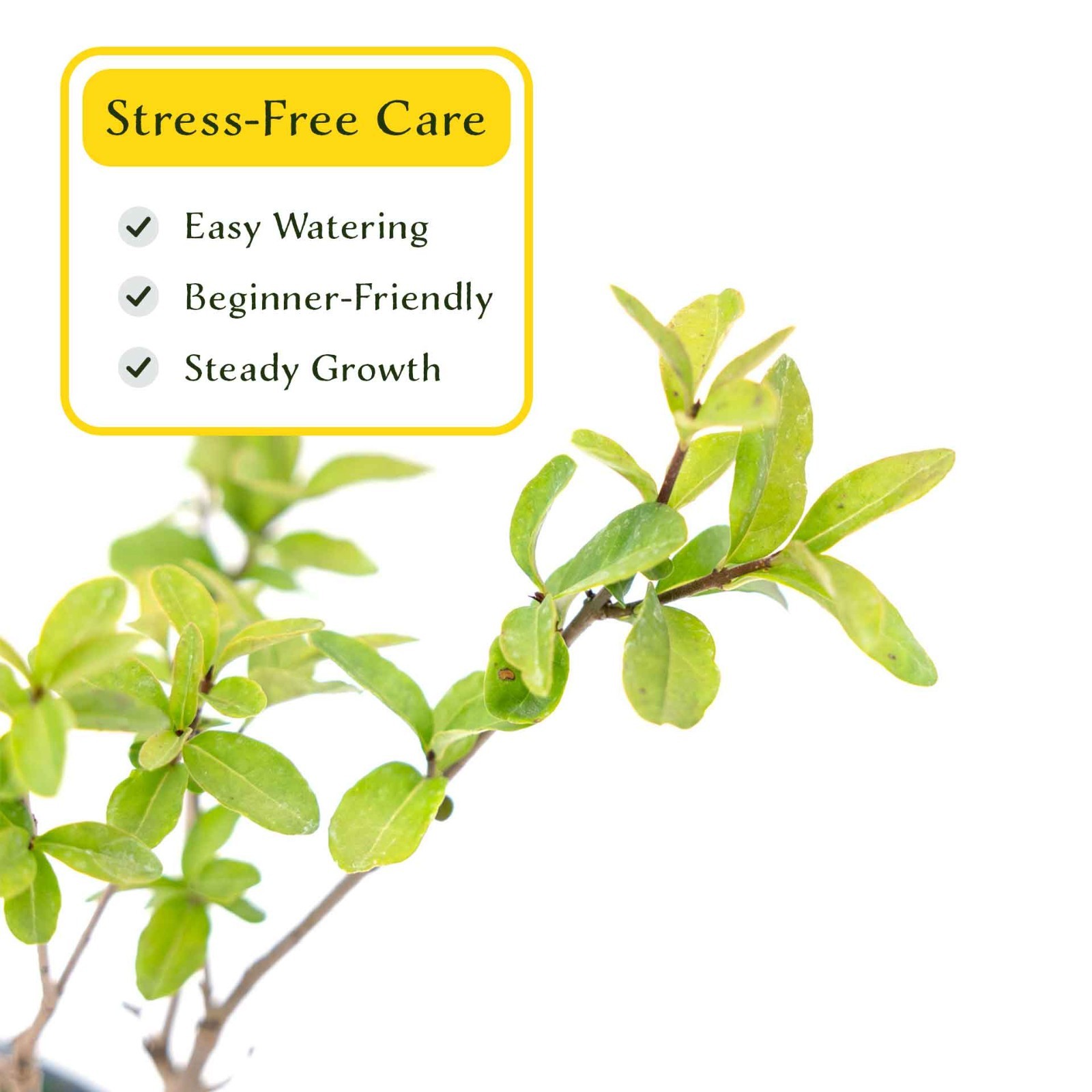 2 Lodense Privet Plants in 3.5″ Cubes, Compact Dwarf Evergreen Shrub (Ligustrum)