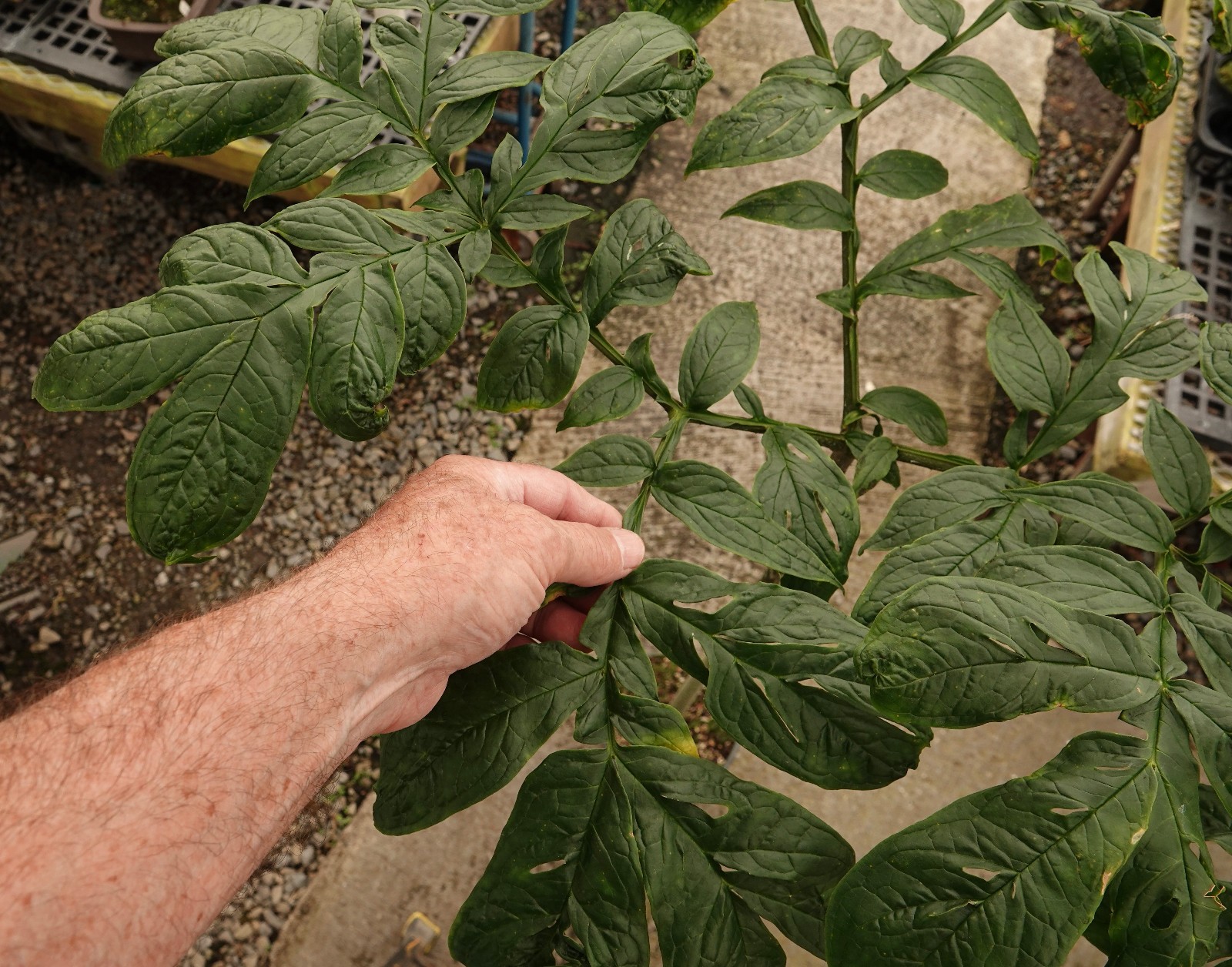 Dracontium polyphyllum-unusual tuberous aroid from northwestern South America