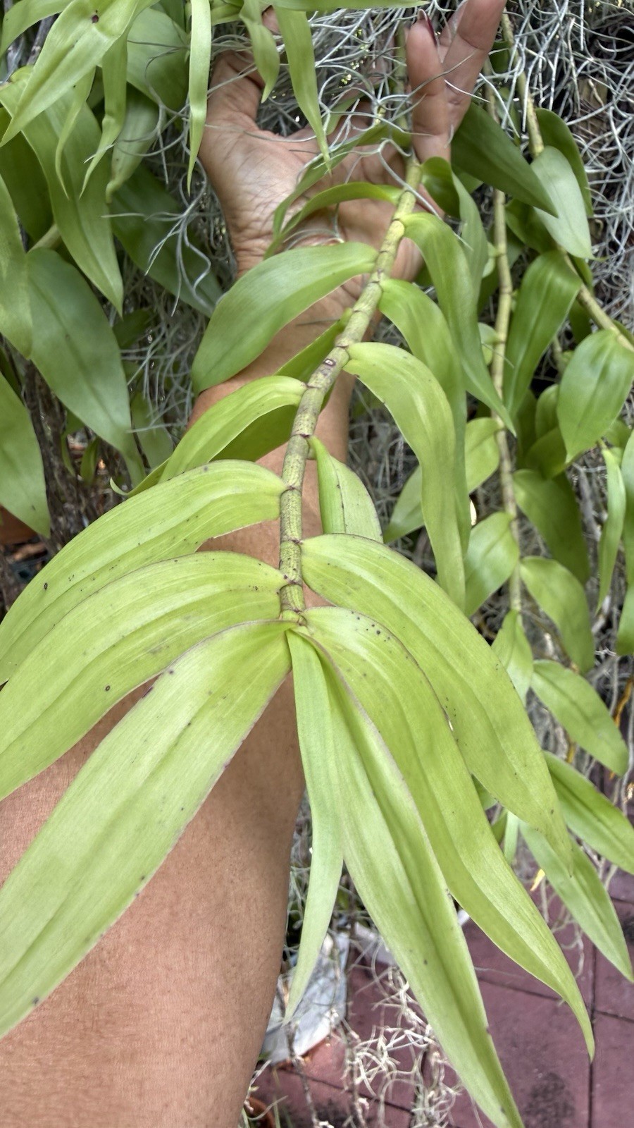 Loddigesii Dendrobium Orchid, Vietnam Variety/Version, 1 Division, No Bloom