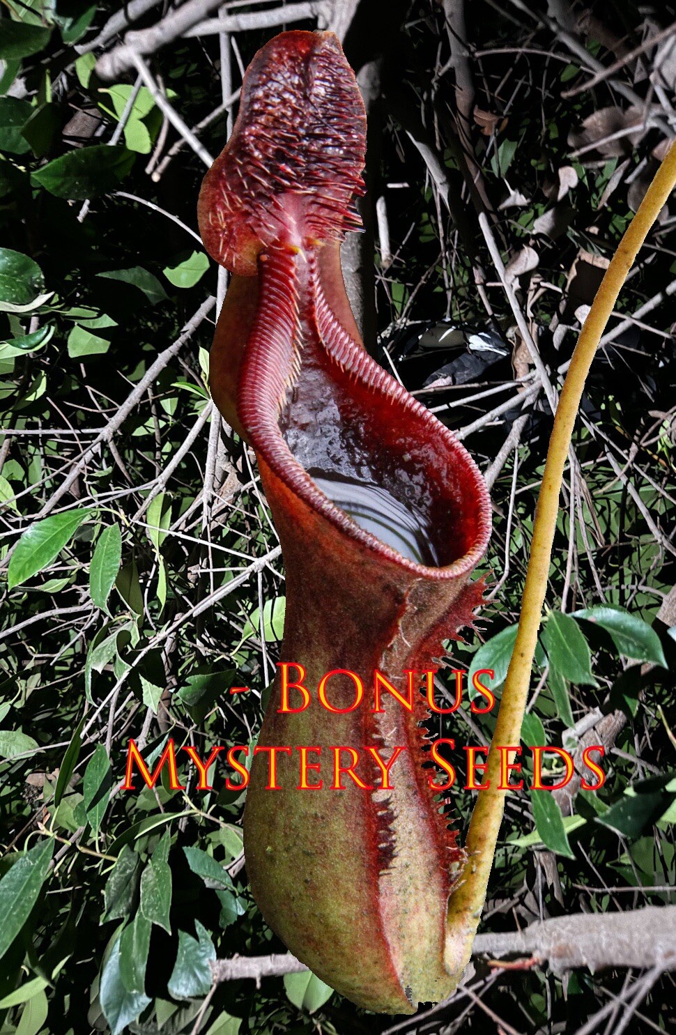 Nepenthes Lowii 20 Seeds – Freshly Harvested In California