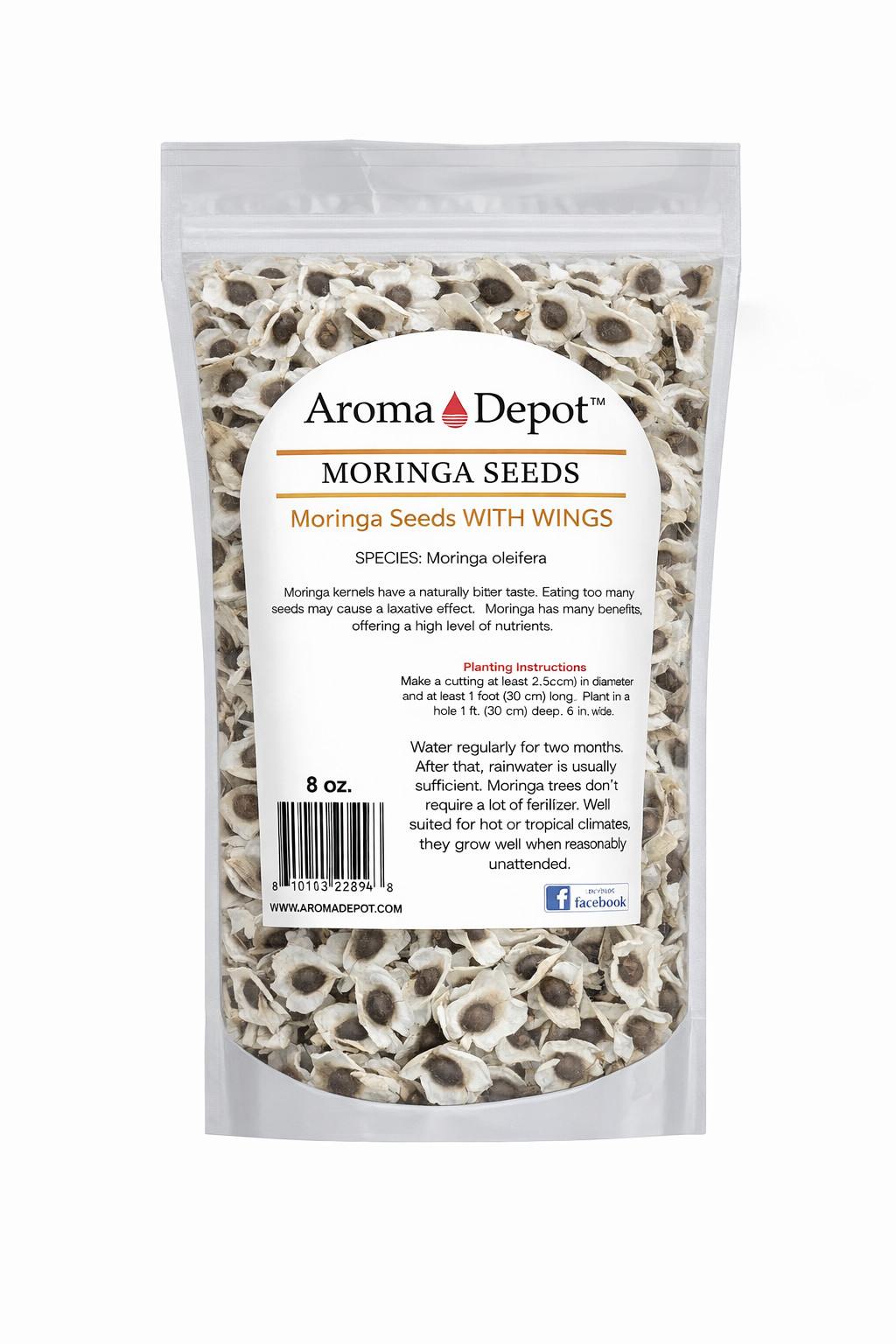 Moringa Seeds WITH WINGS Semillas de Moringa oleifera Pepa Malunggay Wholesale