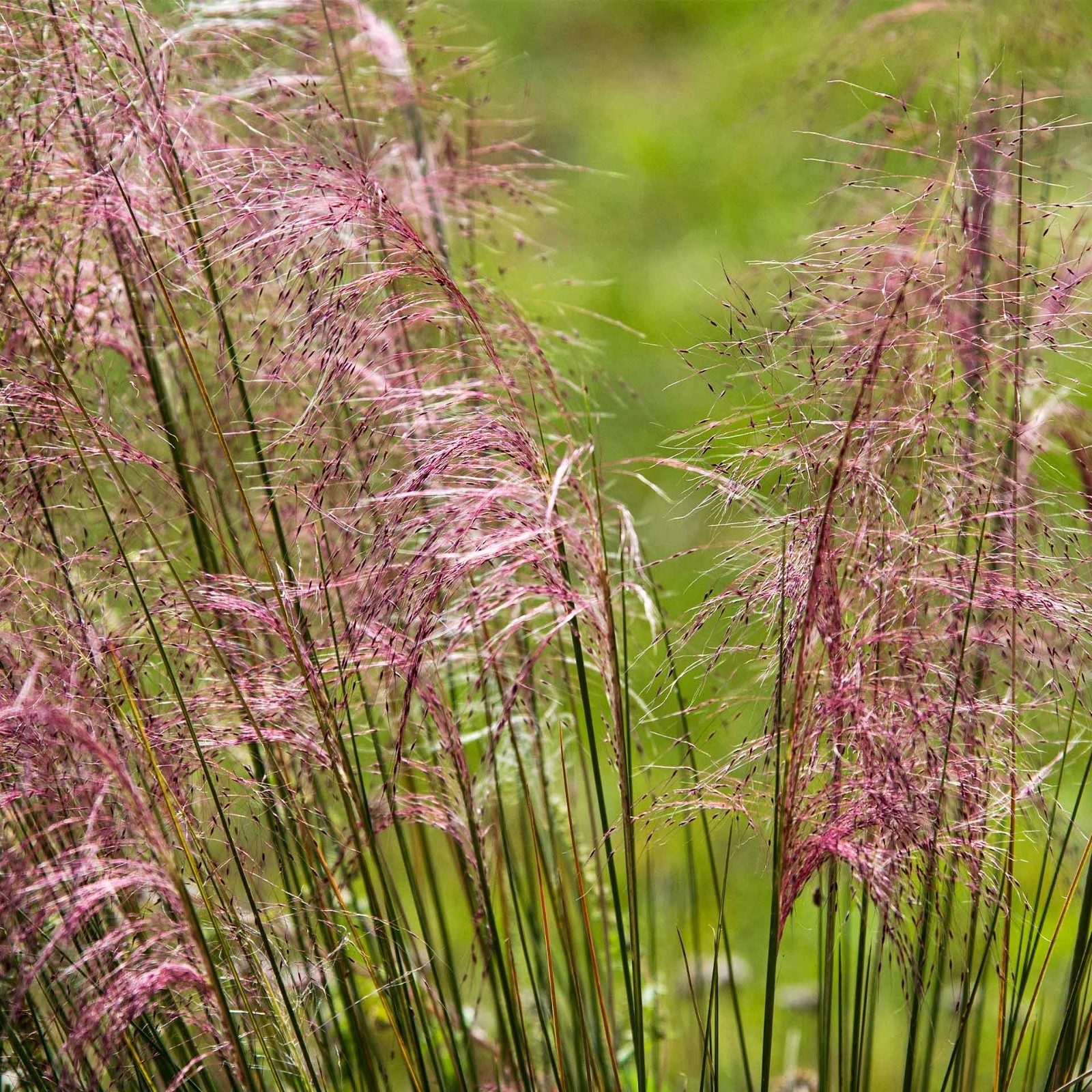 Pink Muhly Grass (Muhlenbergia capillaris) in 2.5” Nursery Cubes, Live Plants