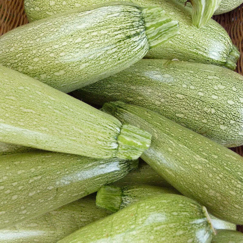 Gray Zucchini Seeds, Organic Non-GMO