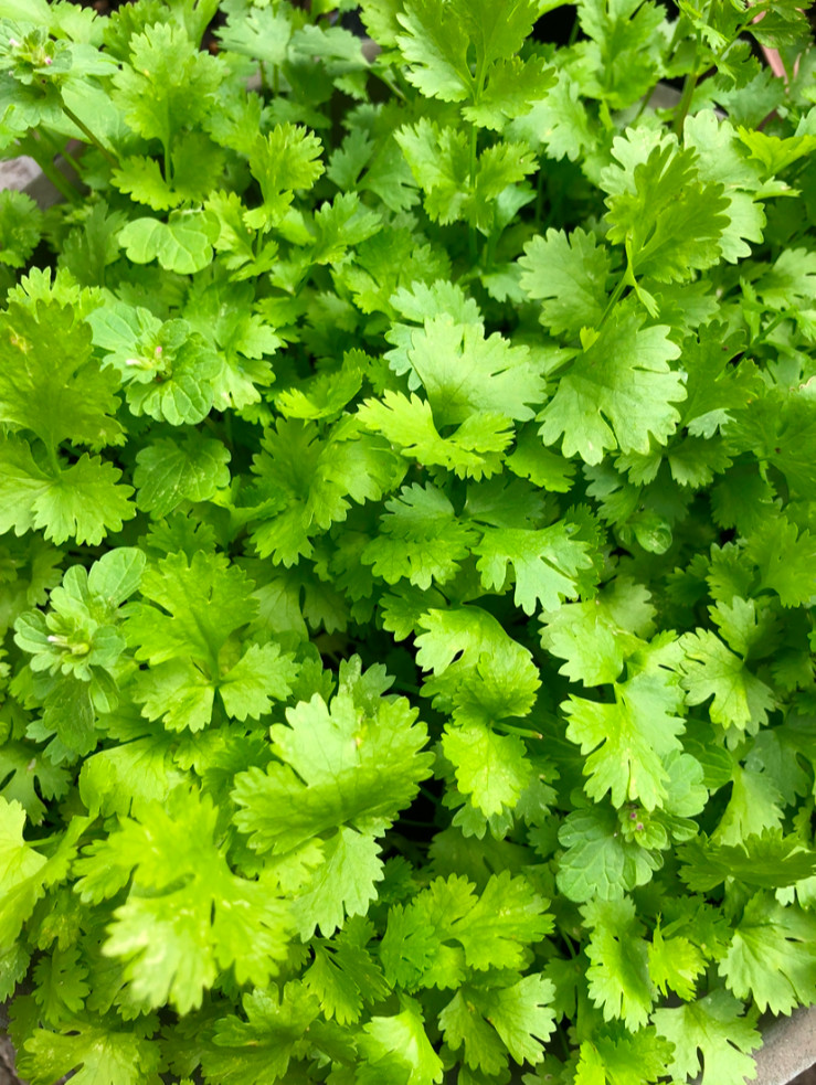 CILANTRO / CORIANDER HERB – 100 Fresh Seeds – FREE Shipping