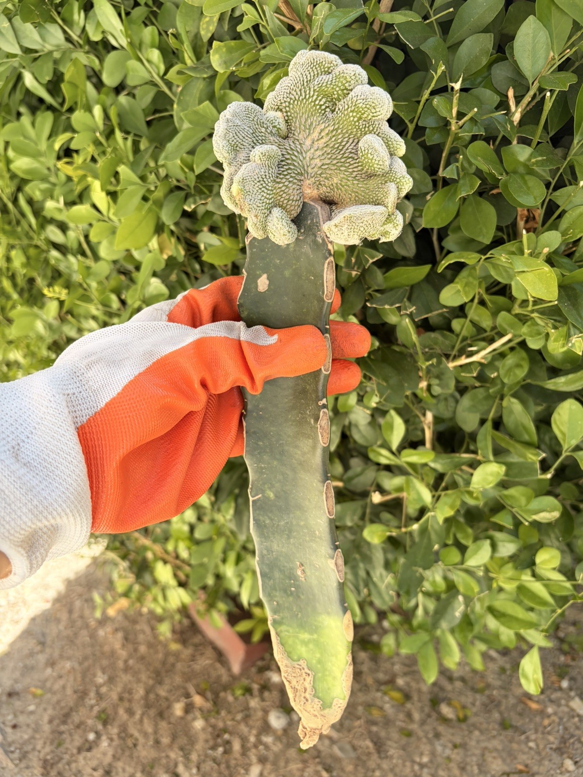 Rare Cactus Grafted
