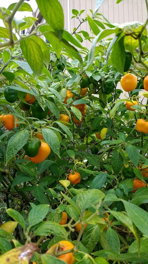 Manzano Pepper Seeds ORANGE (24 seeds per packet) free shipping
