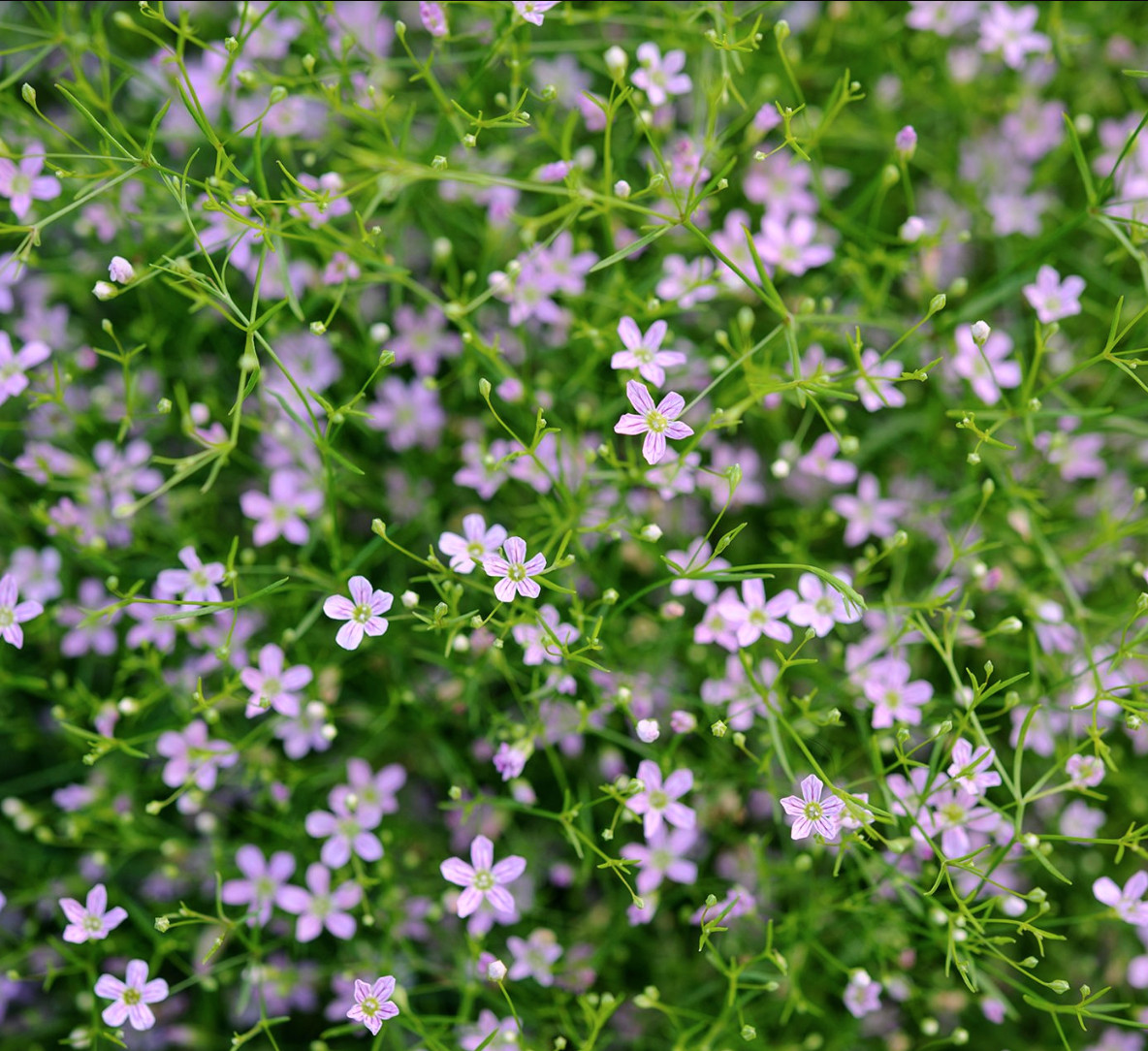 Gypsophila Muralis Wild PINK “Low baby’s breath” – 200 SEEDS – compact, zone 3-9