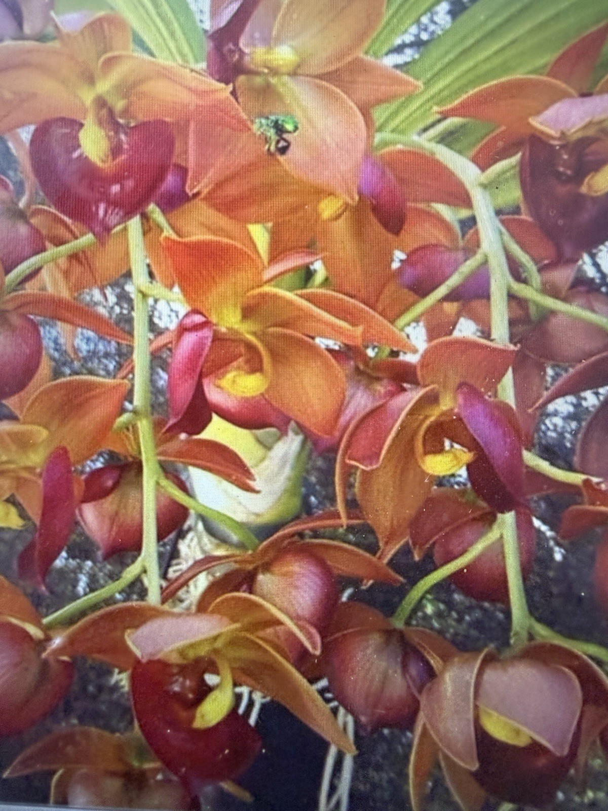 ORCHID Plant Cynoches Taiwan Gold 4 inch pot Bloom Size