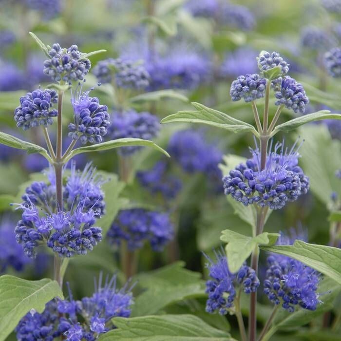 50 Seeds Bluebeard – Caryopteris clandonensis, deciduous shrub with Blue Flowers