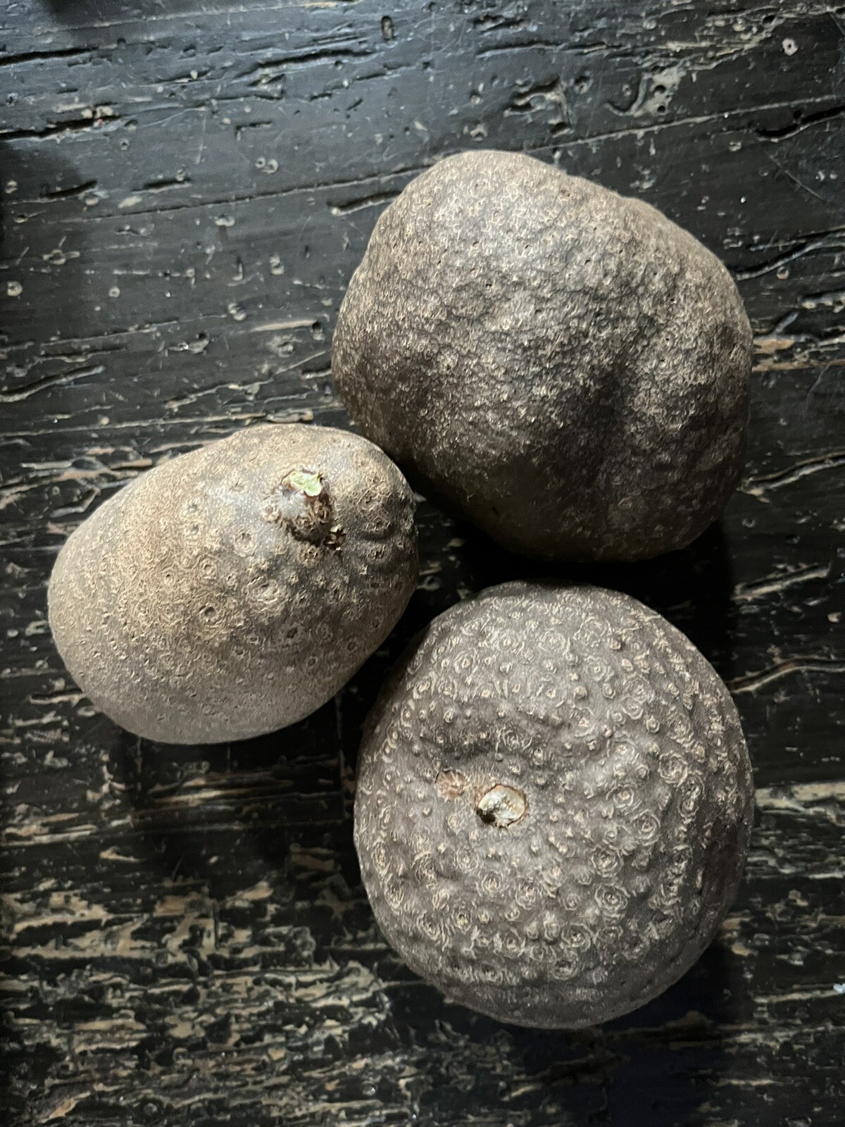 Air Potato Plant Bulb DIOSCOREA BULBIFERA Bulbs Plants (1PC) XL Bulb + Gift Seed