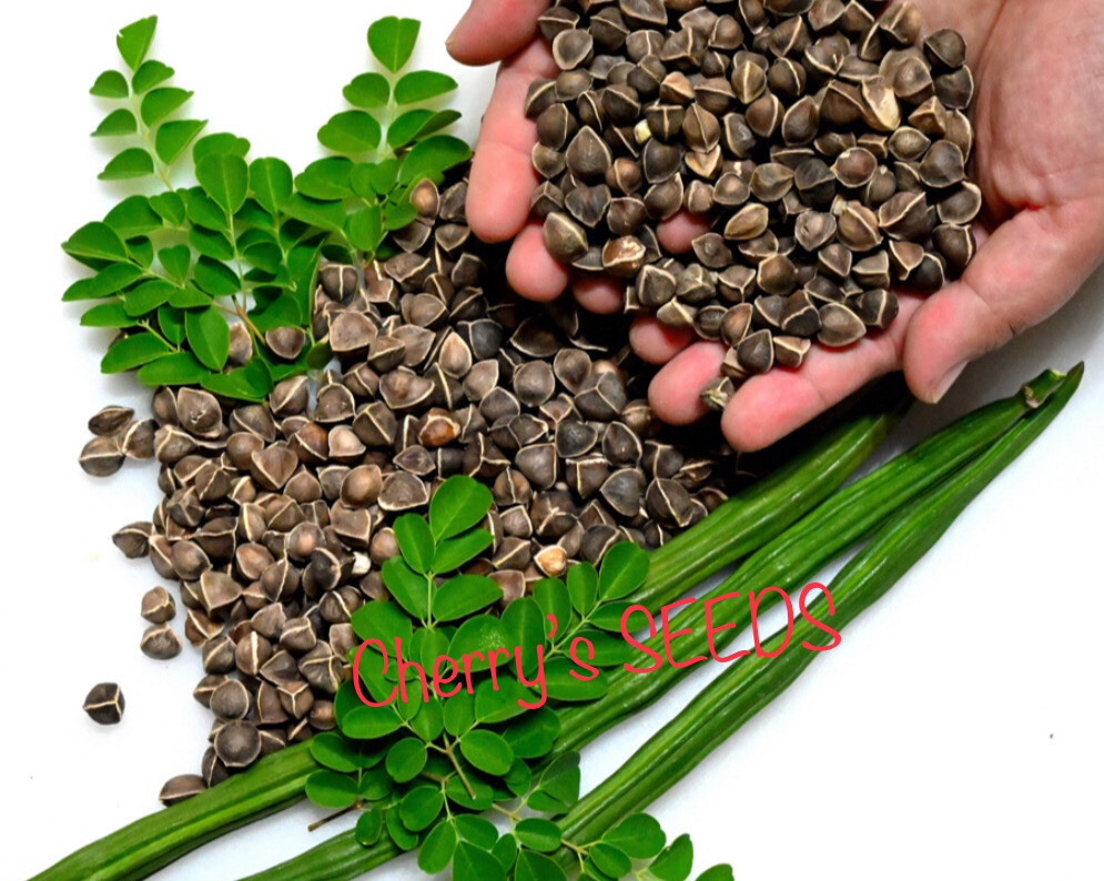 100+ SEEDS Organic Moringa | Malunggay SEEDS for Planting