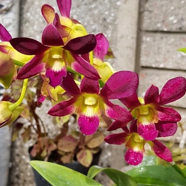 Dendrobium Morning Sun Comes in 4″ Pot