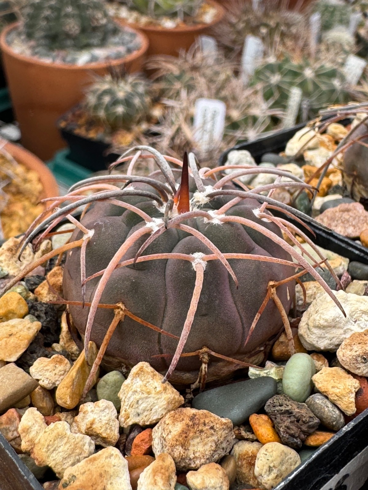 Gymnocalycium spegazzinii v. major Dark Form Cactus Plant Long Curved Spine