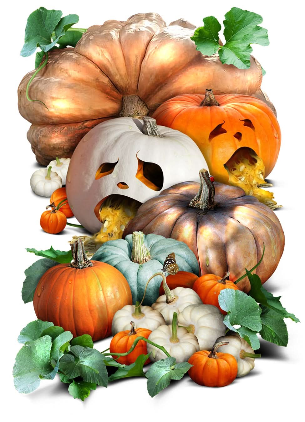 Spooky Mixture Pumpkin Seeds For Planting (Cucurbita pepo / maxima)