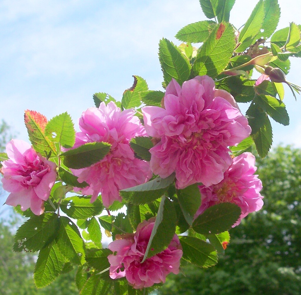 Rosa Cinnamomea Plena Rose French Heirloom Garden Rose fragrant Plant