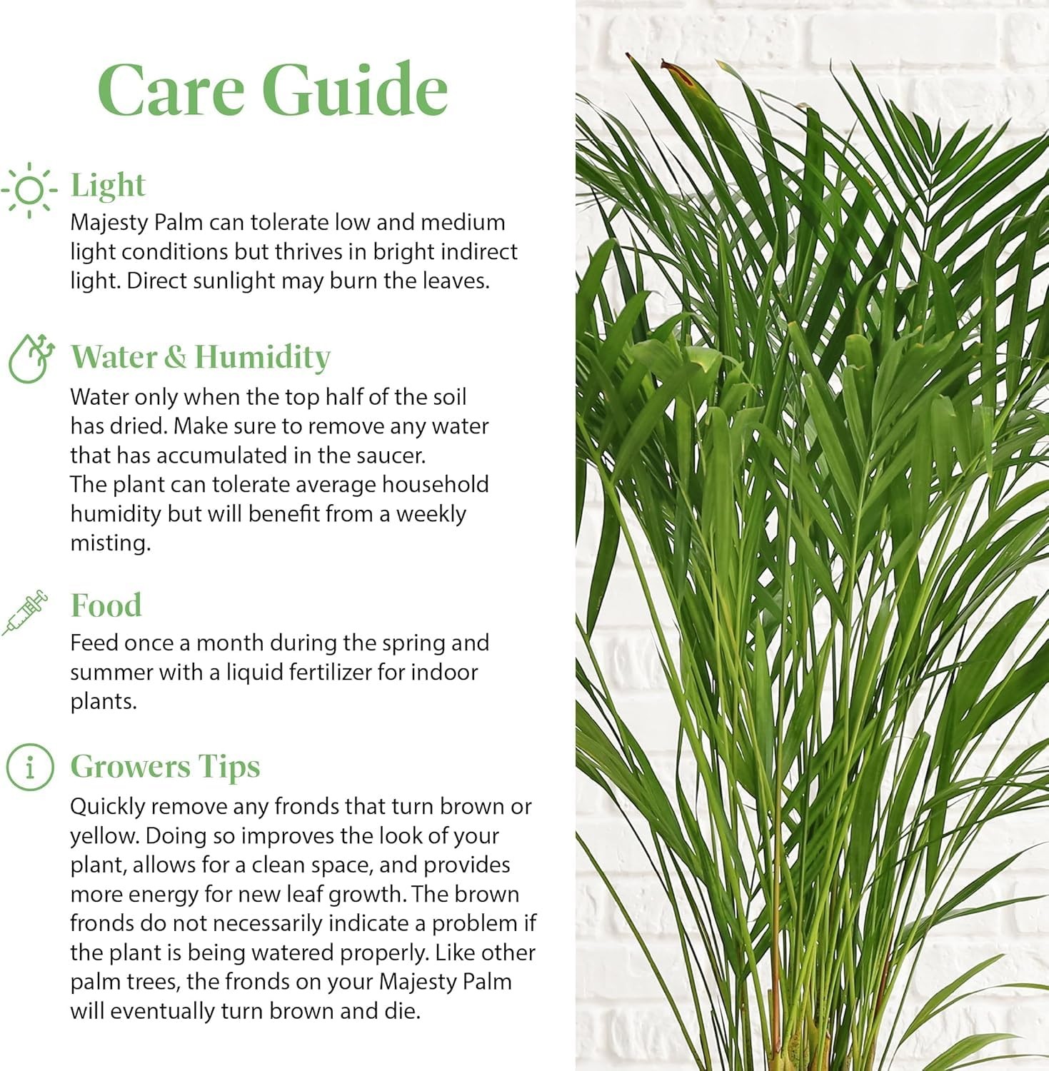 Majesty Palm 10Inch Live Tropical Houseplant, Easy Care Indoor & Patio Plant