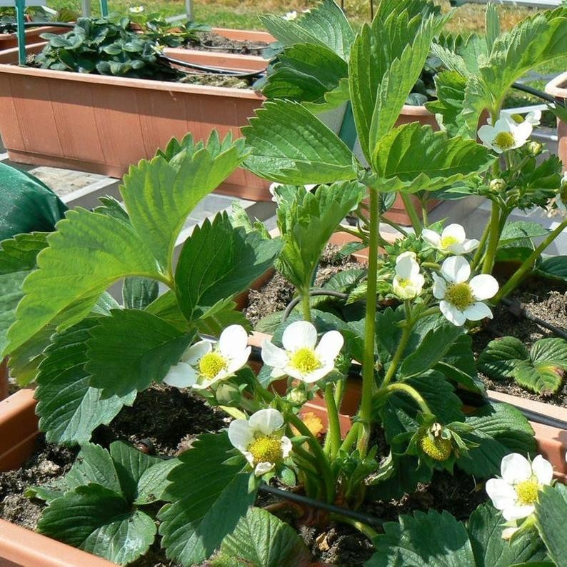 12 Strawberry Plants “Sweet Charlie”-SUPER-SWEET (Pack of 12 Bare Root)Zone: 4-9