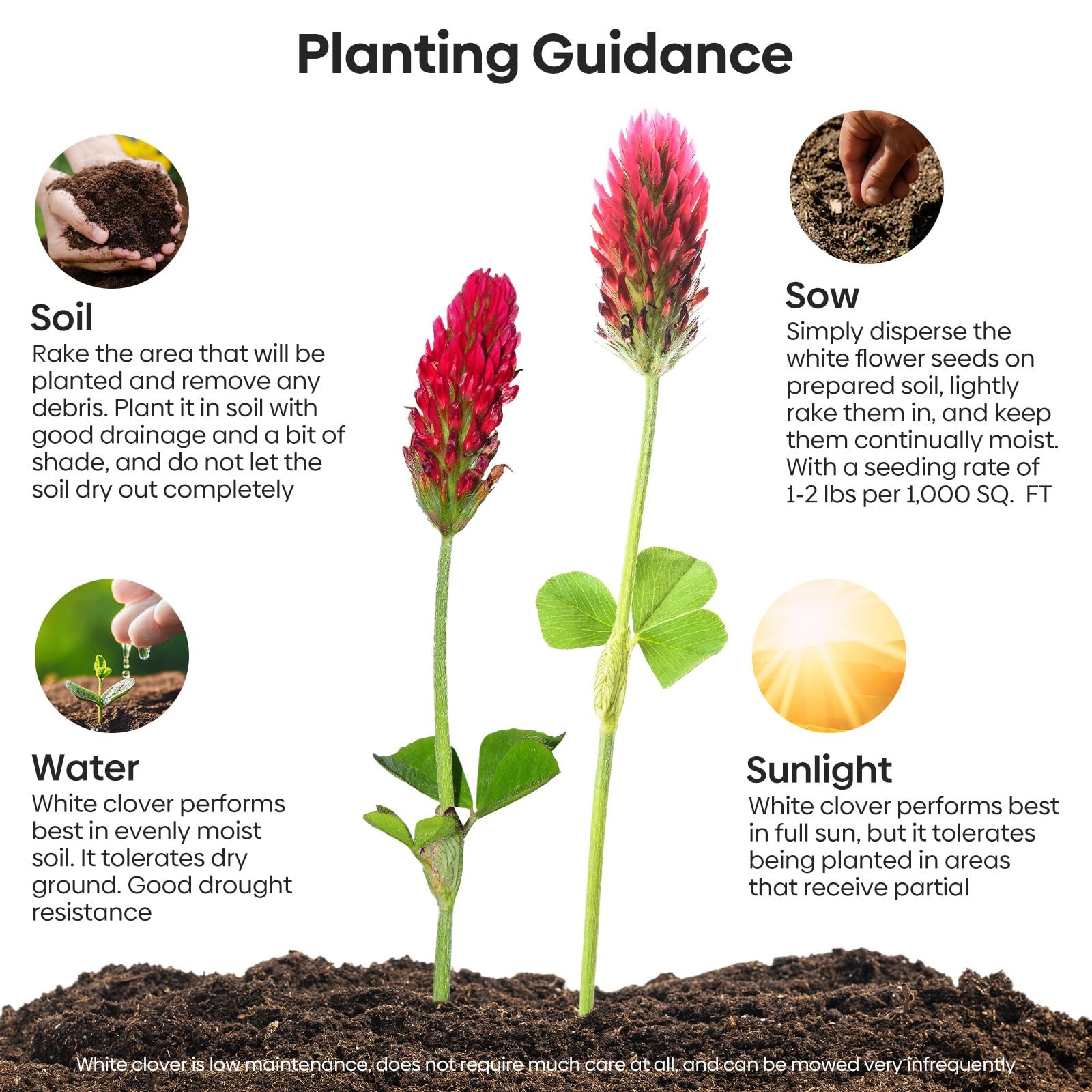 Crimson Clover Seeds 2 Lbs Annual Red For Lawn Garden Pasture Attracts Pollinato