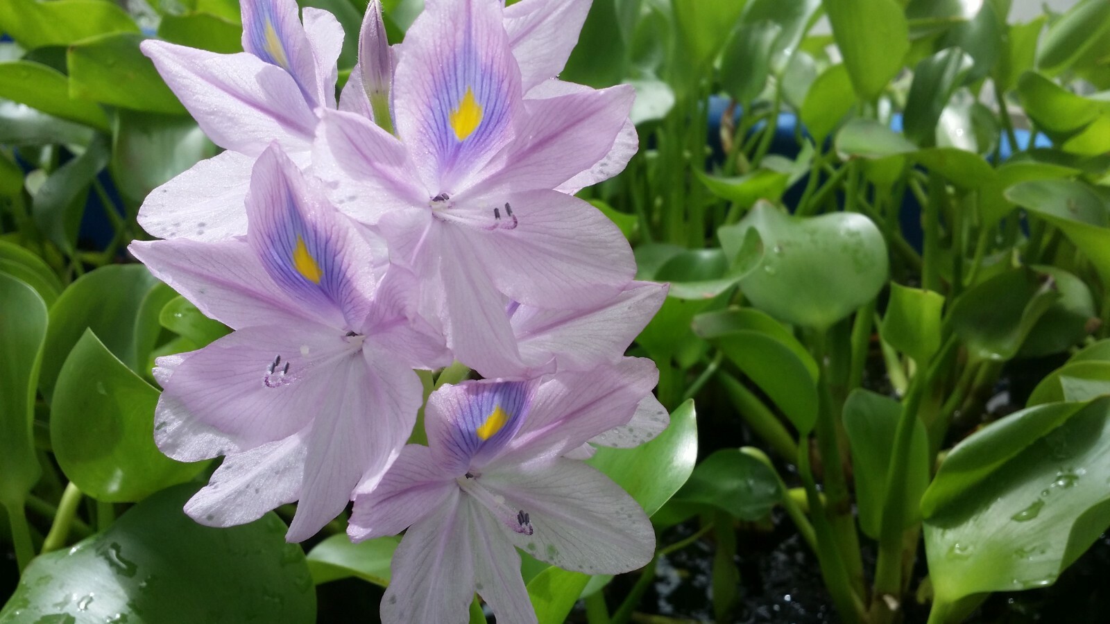 Live Water Hyacinth Tropical Aquatic Surface Pond Plant