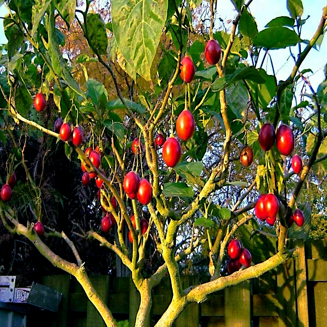 Tamarillo Tree Tomato Seeds Yields 60+lbs of Garden Fruit! Fast Growing Plant