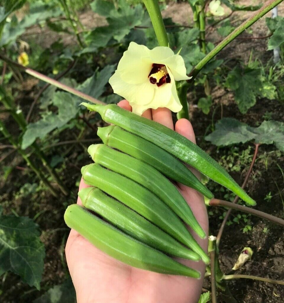 10+ PCS OKRA, COWS HORN SEEDS – ĐẬU BẮP – 오크라 – 秋葵