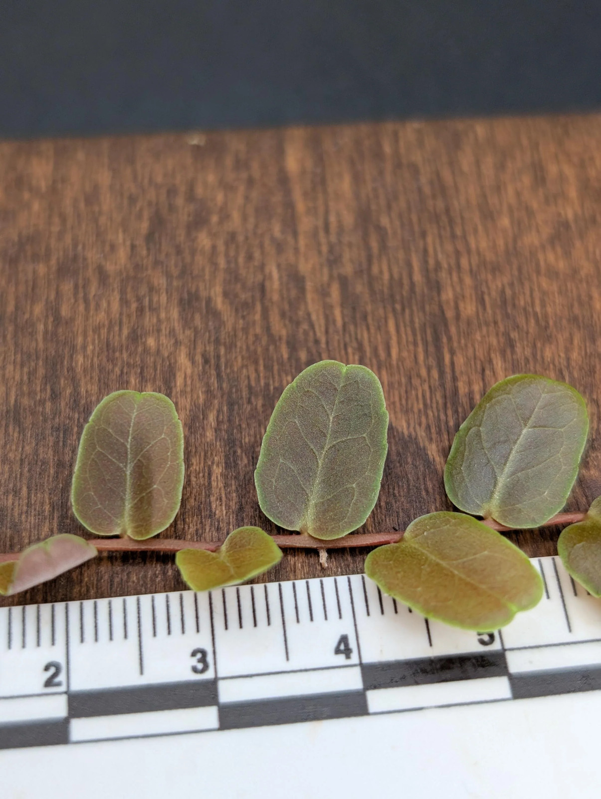 Marcgravia sp brown umbellata [10-leaf cutting]