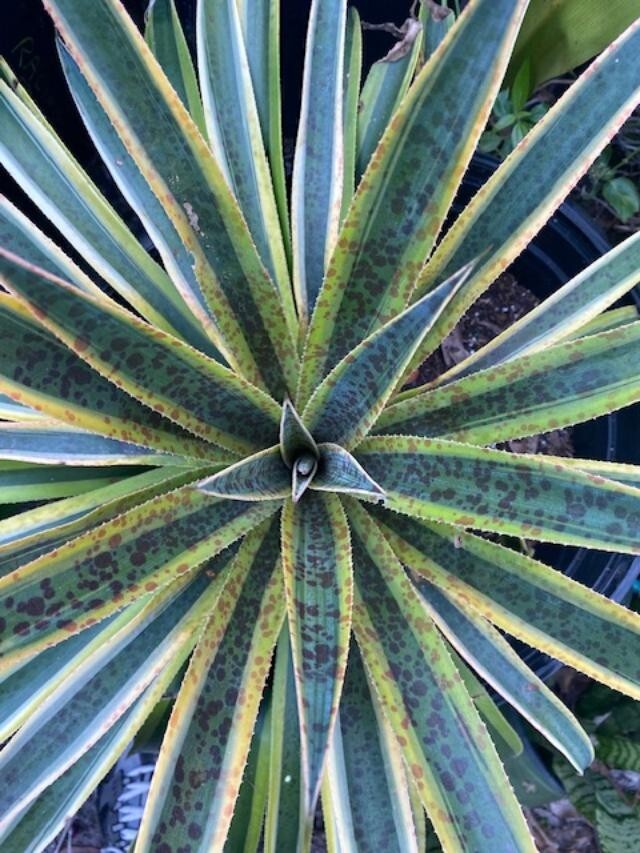 PINEAPPLE PUNCH (MANFREDA X AGAVE HYBRID) MATURE PLANT