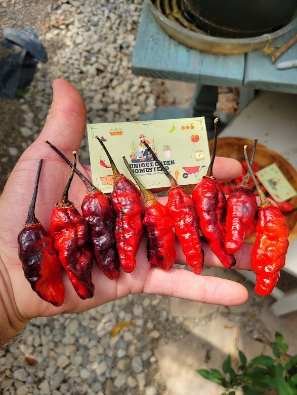 Blood Ghost Pepper Seeds SUPER HOT 800,000+ Scoville SHU Unique Creek Rare