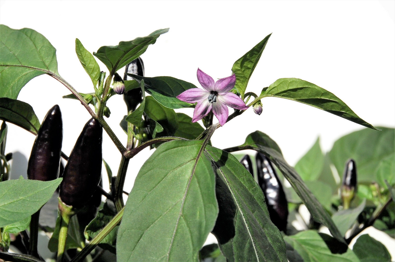 20 ROYAL BLACK PEPPER Capsicum Annuum Very Hot Chilli Vegetable Seeds *Flat Ship