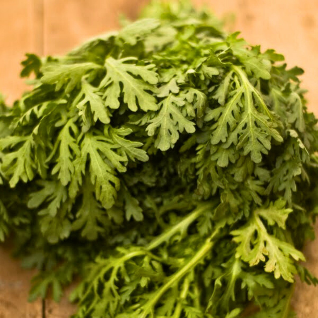 Fresh Chrysanthemum Greens Seeds | Tong Hao | Heirloom Non-GMO | Asian Vegetable