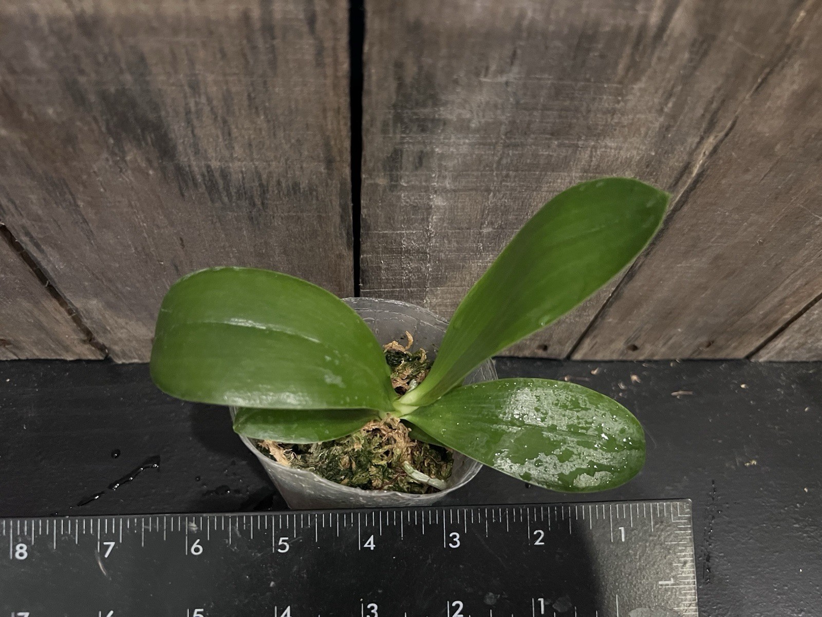 Phal. KS Super Zebra ‘Golden Zebra’, Mature Size, FREE Shipping