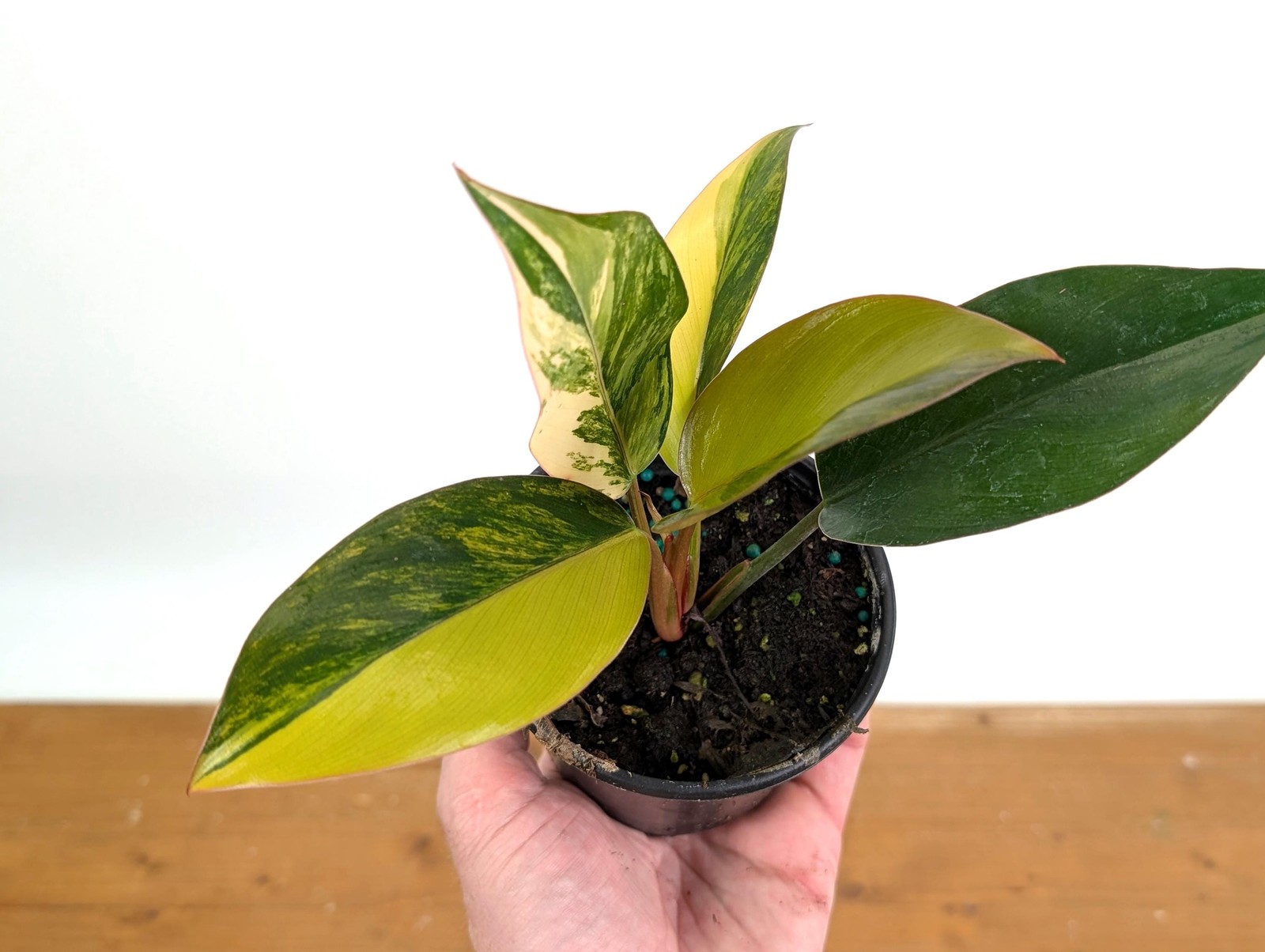 Philodendron Red Congo Variegated Plants | 4″ or 6″ pot