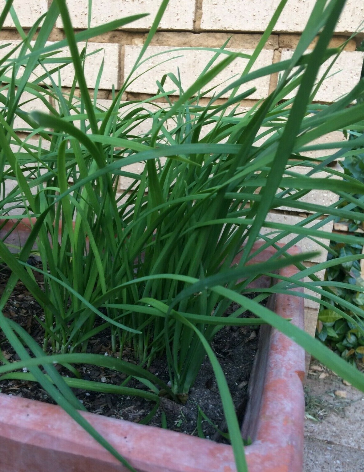 10 Fresh Garlic Chinese Chives He leek Allium Bare Roots Live Plants (Not Seeds)