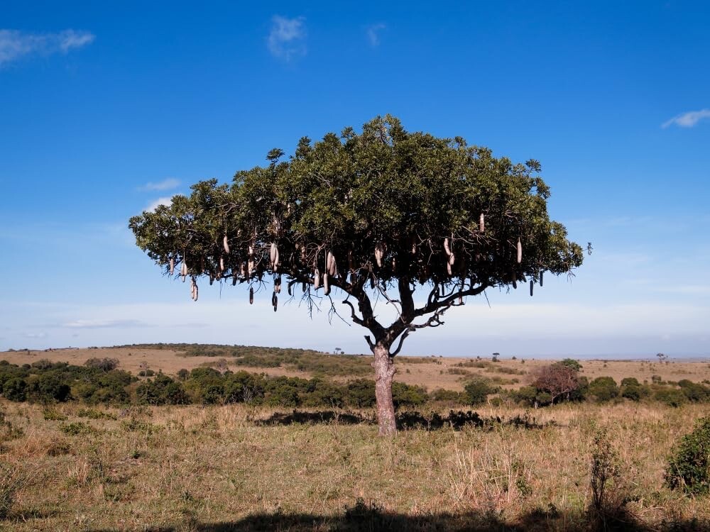 10 Sausage Tree Seeds Kigelia africana