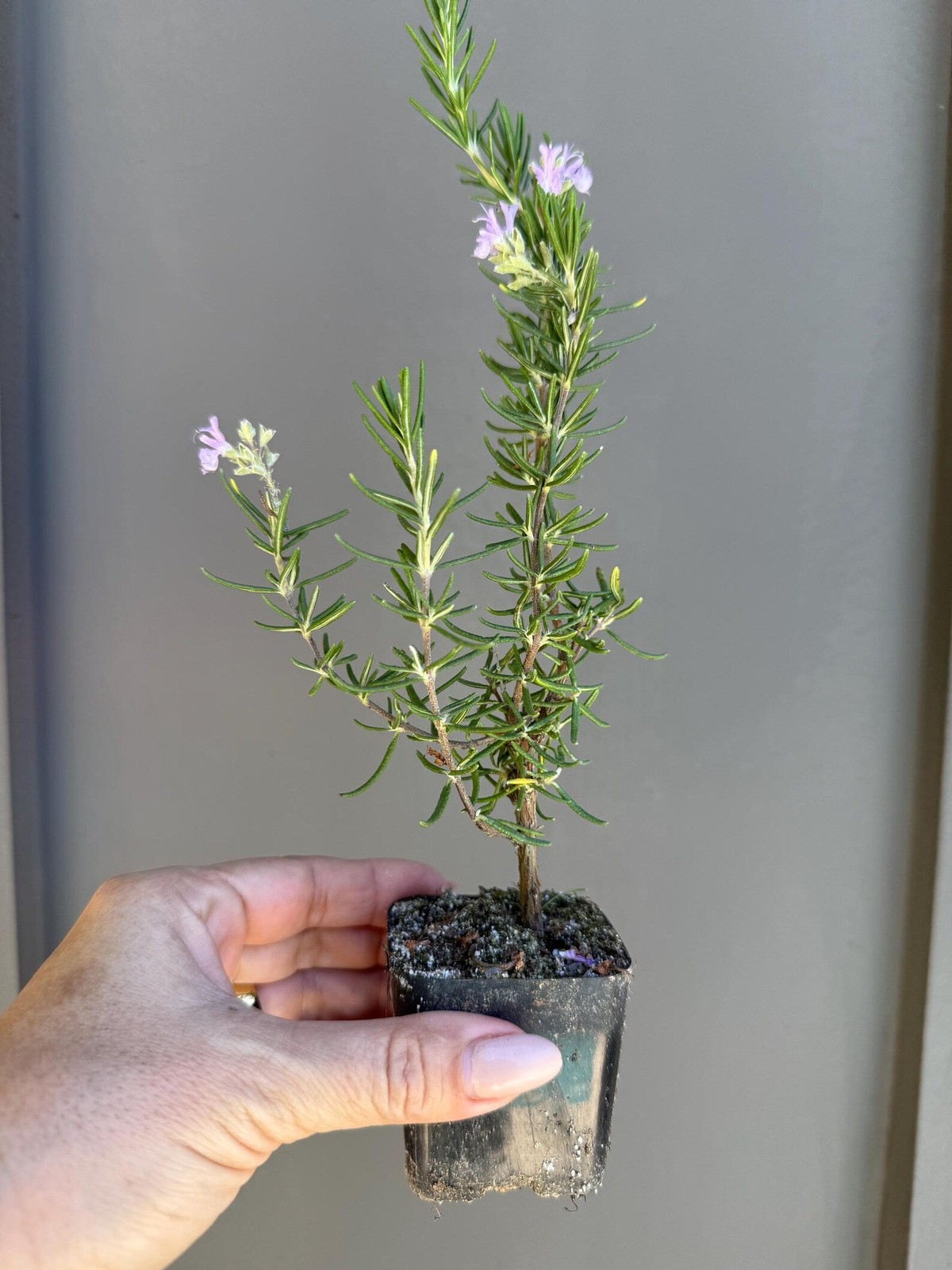 Pink Rosemary Majorca, 2 Inch Pot, Fragrant Culinary Herb Starter