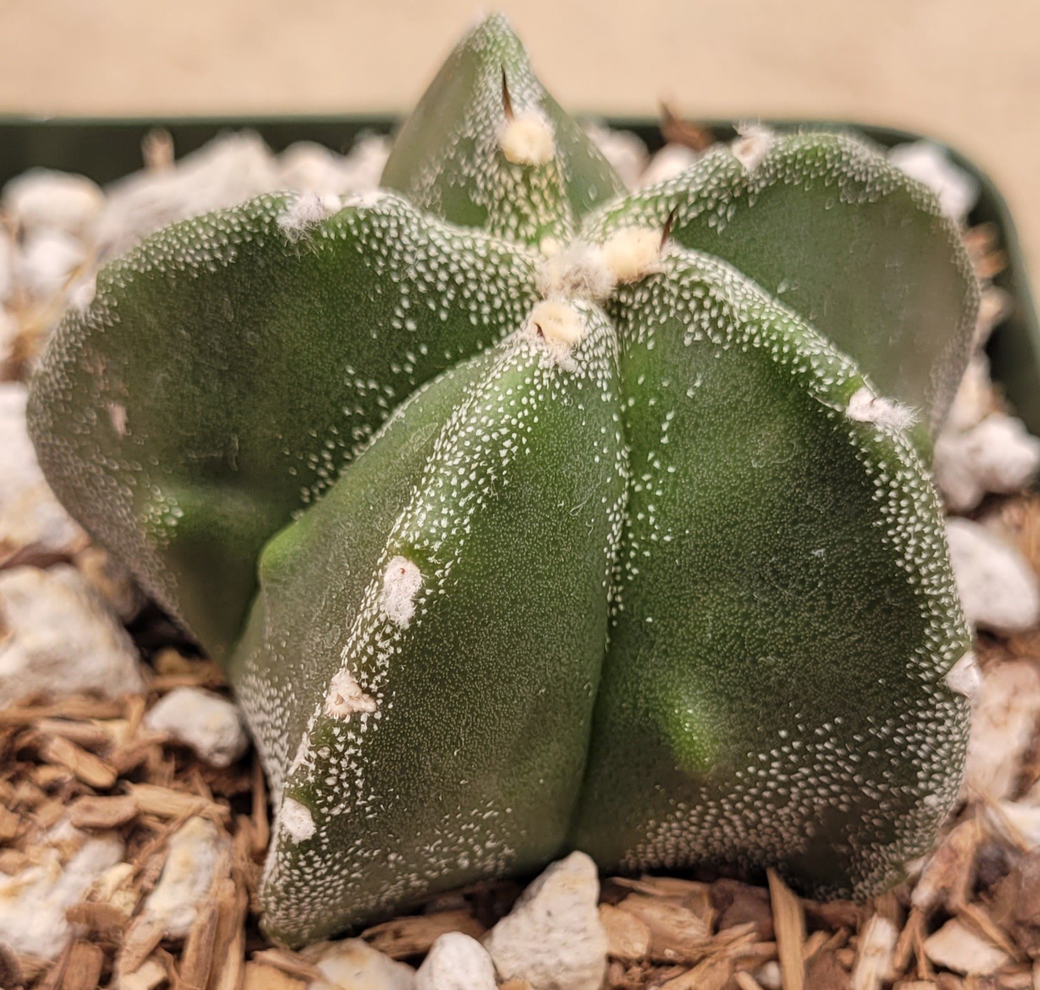Astrophytum Myriostigma Green With White Marginated Ribs 2″ Wide – Bare Root
