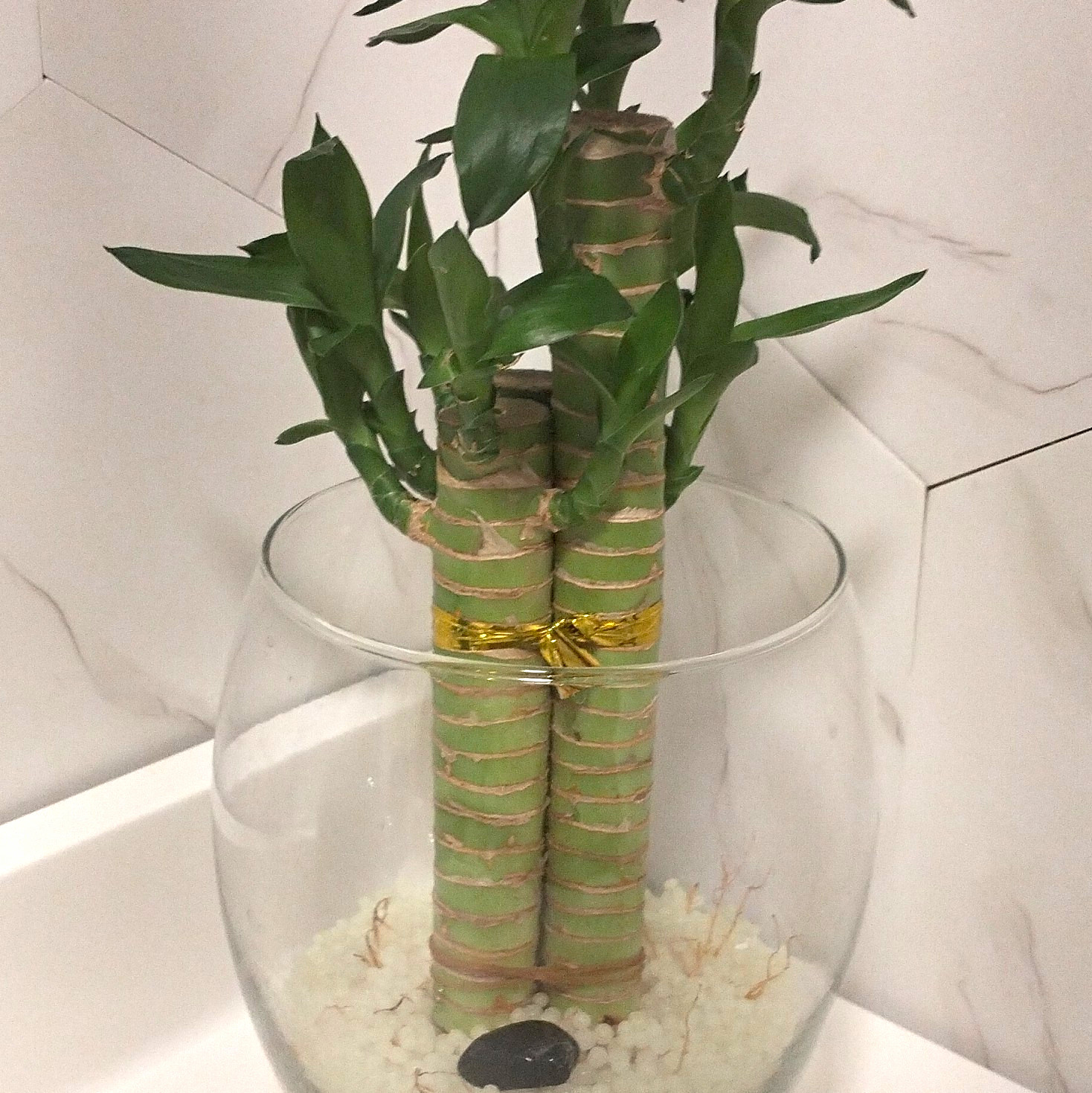 Lucky Bamboo (Dracaena) Indoor Potted Plant Glass Bowl w/ Decorative Stones
