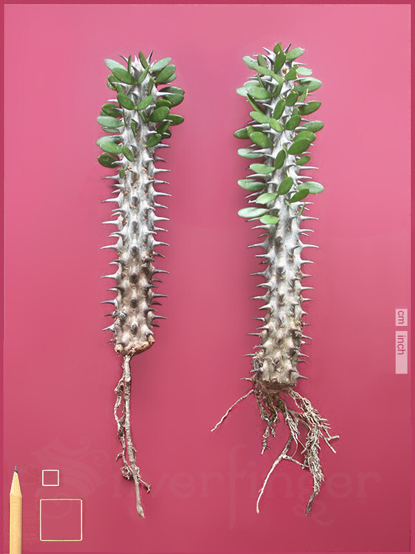 • Alluaudia Procera — Madagascar Ocotillo — NOT SEEDS! : HEALTHY LIVE PLANTS