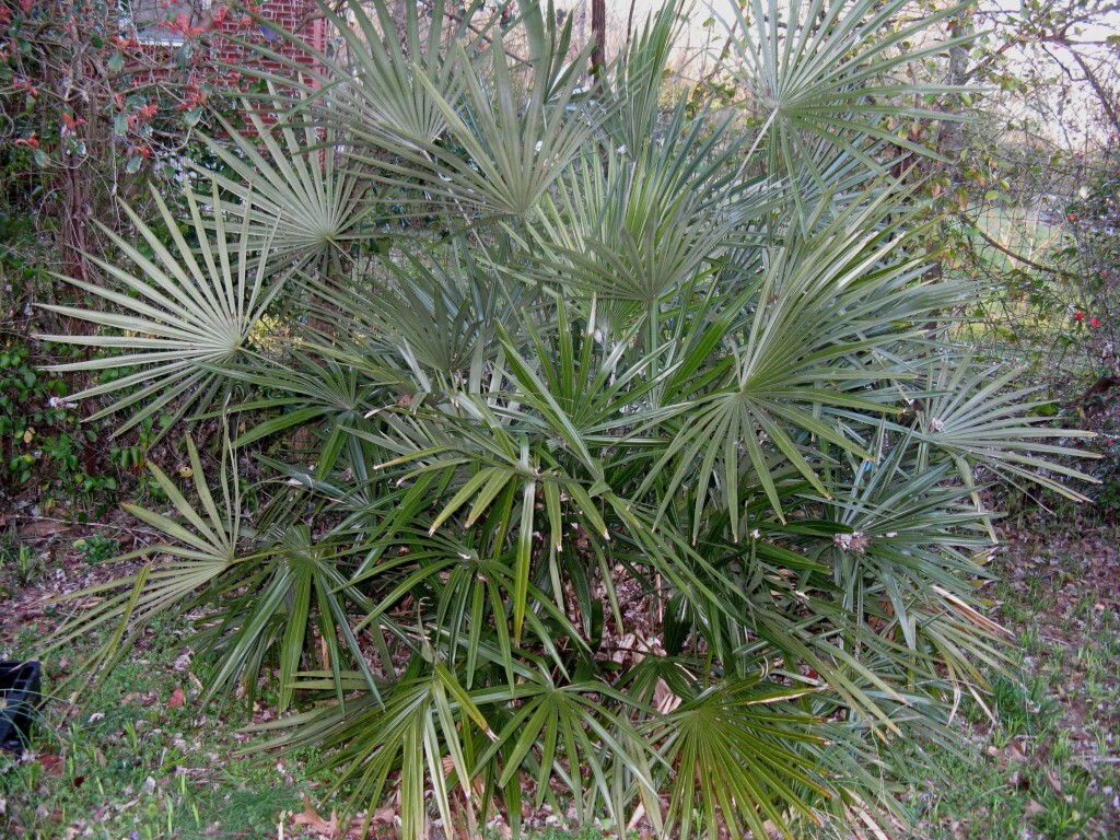 Cold Hardy Needle palm Rhapidophyllum hystrix one gallon