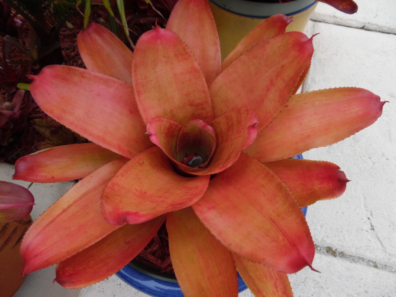 Neoregelia MANDARINA Bromeliad one tropical plant *MEDIUM*