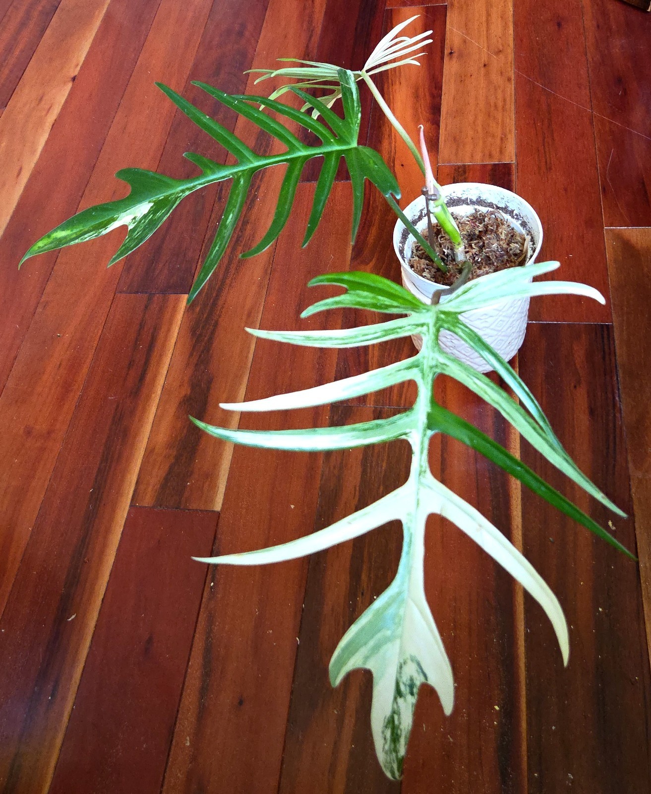 Rare Philodendron Florida Beauty X Tortum 21″ Wide Aroid Not Monstera Anthurium