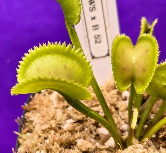 Venus Flytrap JAWS X B52 Large Carnivorous Plant