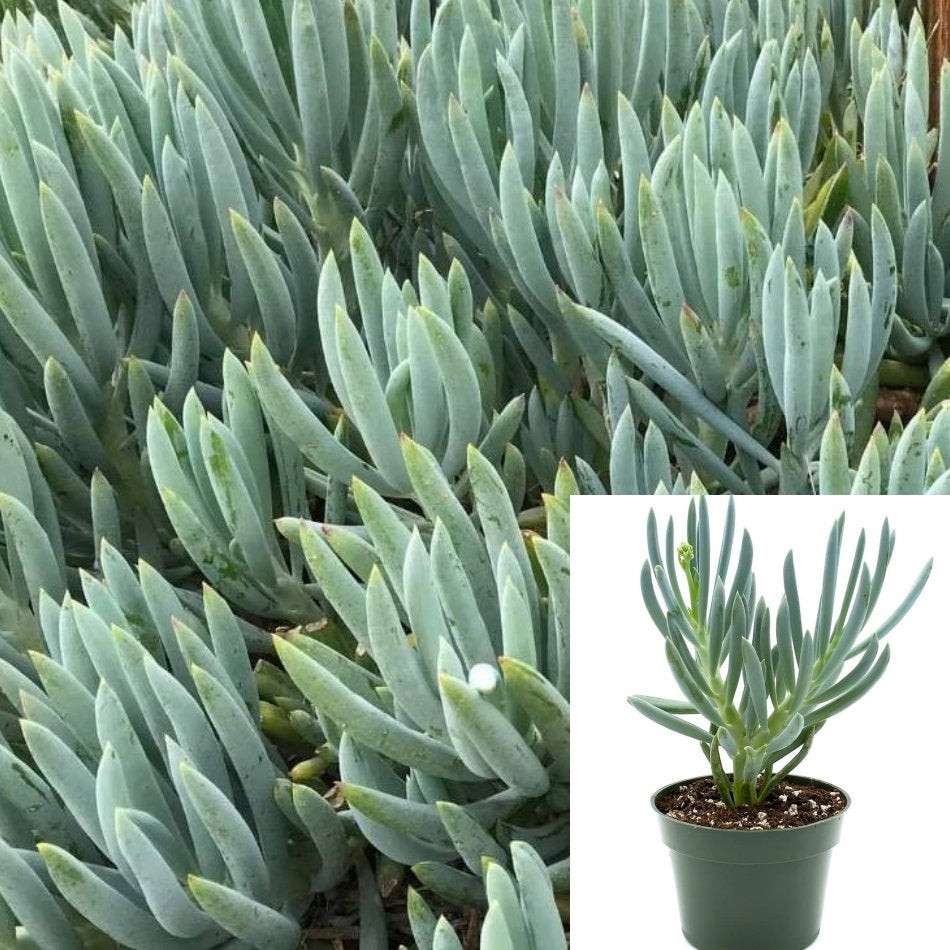Senecio Chalk Stick Blue Plant 4Inches Pot Senecio Serpens Live plant
