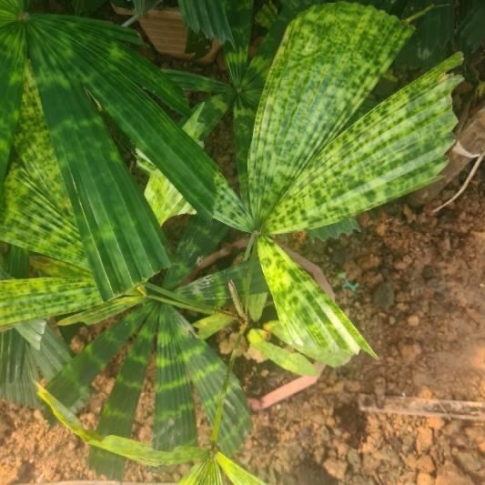Lanonia Dasyantha “Vietnamese Paradise Palm” *Rare*