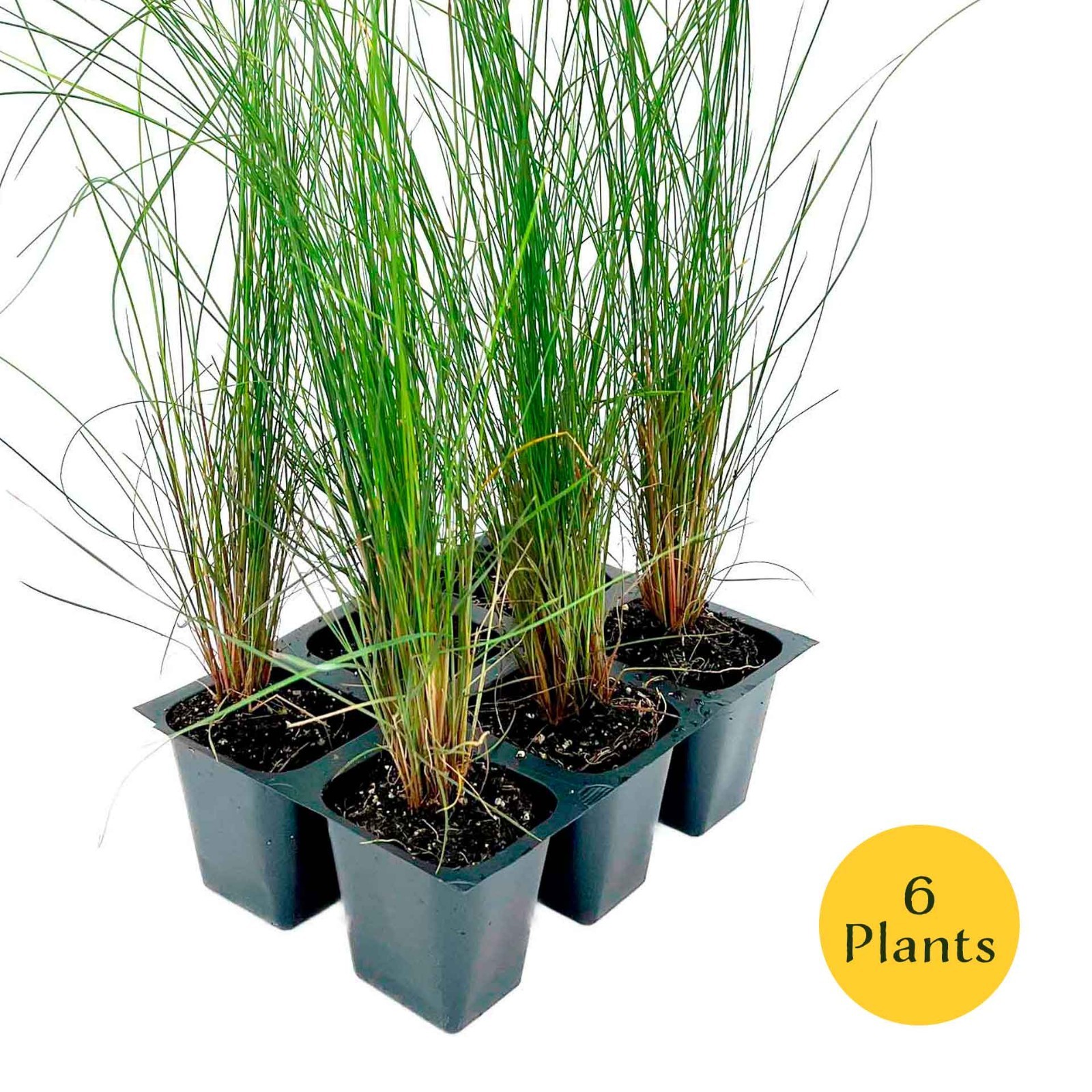 Pink Muhly Grass (Muhlenbergia capillaris) in 2.5” Nursery Cubes, Live Plants