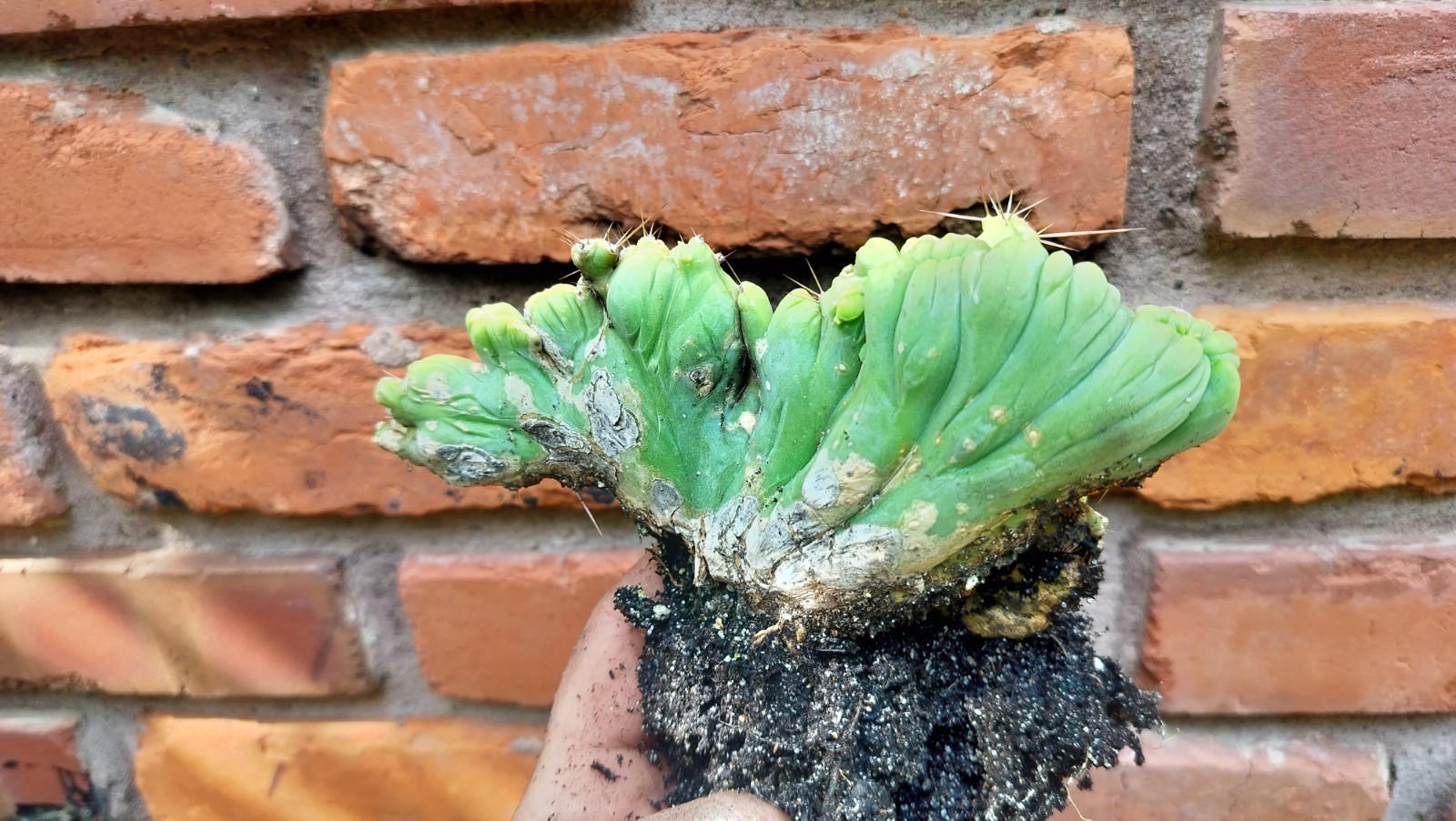 Sacred Cactus – Bridgesii -TBM Crested) – Fully Rooted (Exact Cactus)